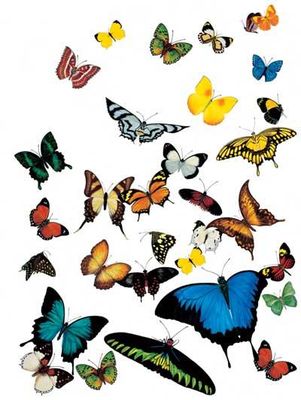 butterflies3withgaps400